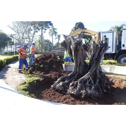 Oliveira centenária apreendida pela PF é plantada em Campo Largo